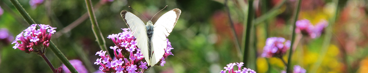 butterfly species recording banner